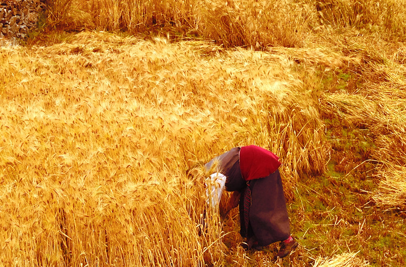 19.收獲——黨群部 雷雨(一等獎(jiǎng))_副本.jpg